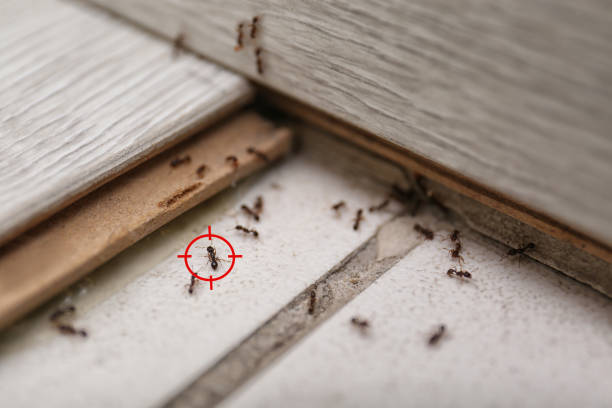 Best Commercial Pest Control Services  in Edwardsburg, MI